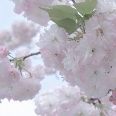 紫云福瑞交流群